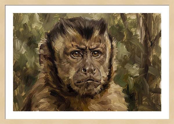 Charming Capuchin Monkey Closeup