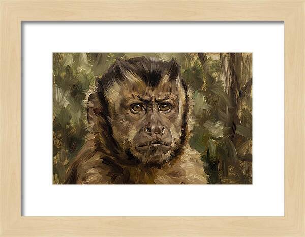Charming Capuchin Monkey Closeup