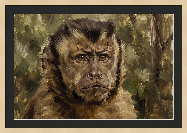 Charming Capuchin Monkey Closeup