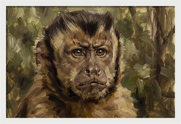 Charming Capuchin Monkey Closeup