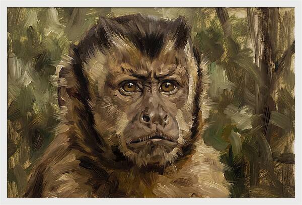 Charming Capuchin Monkey Closeup