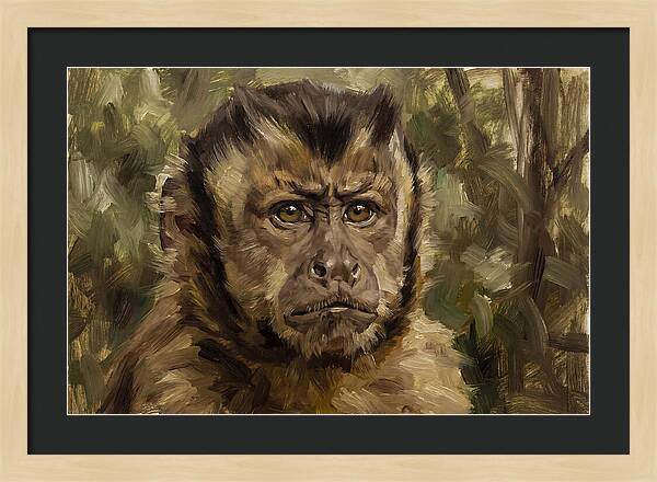 Charming Capuchin Monkey Closeup