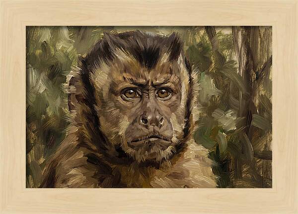Charming Capuchin Monkey Closeup