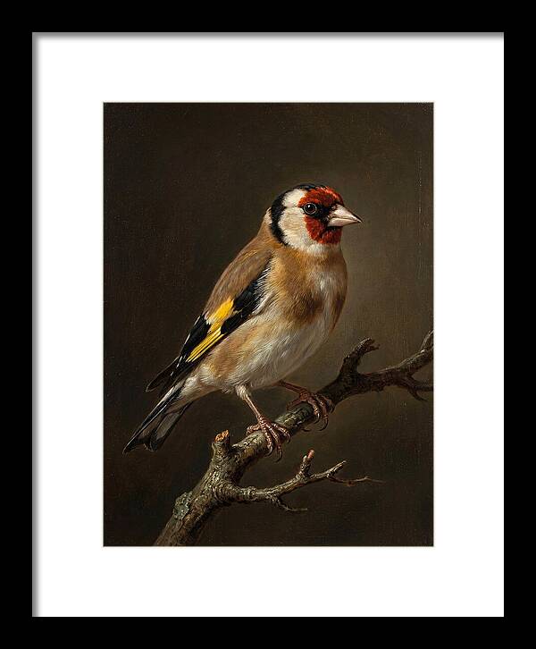 Charming Finch On A Limb
