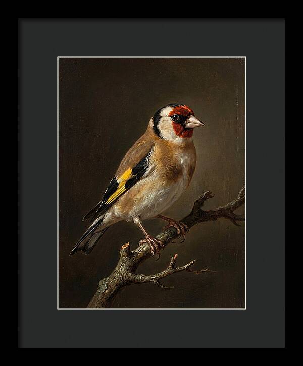 Charming Finch On A Limb