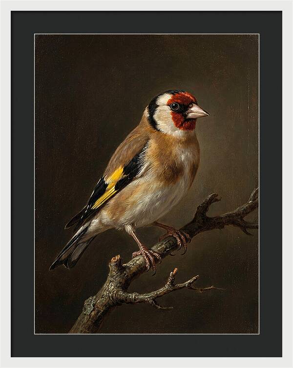 Charming Finch On A Limb