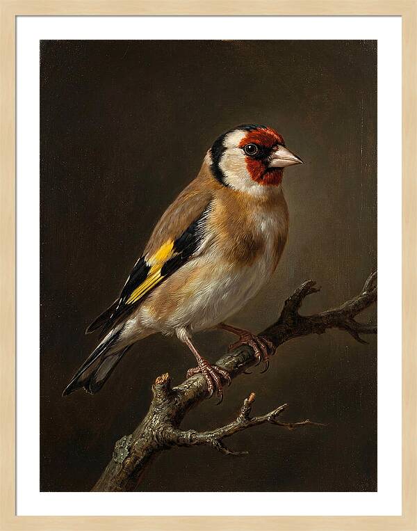 Charming Finch On A Limb