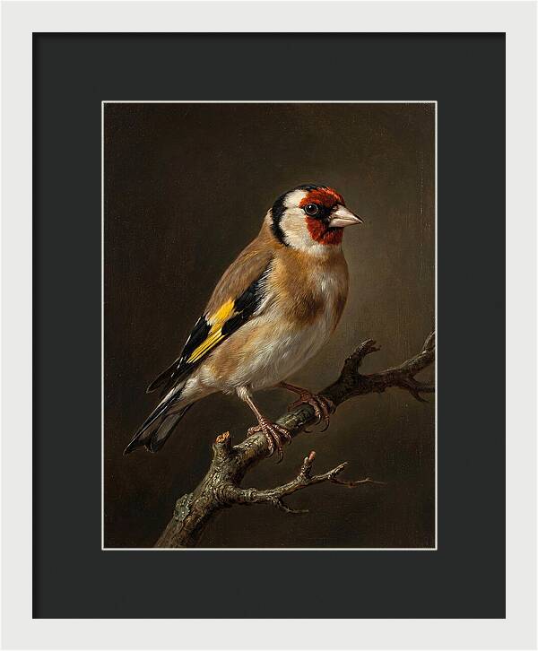 Charming Finch On A Limb