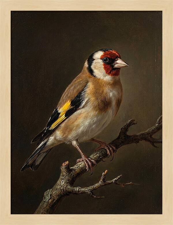 Charming Finch On A Limb