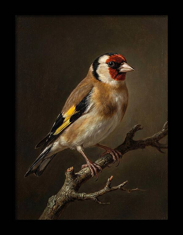 Charming Finch On A Limb