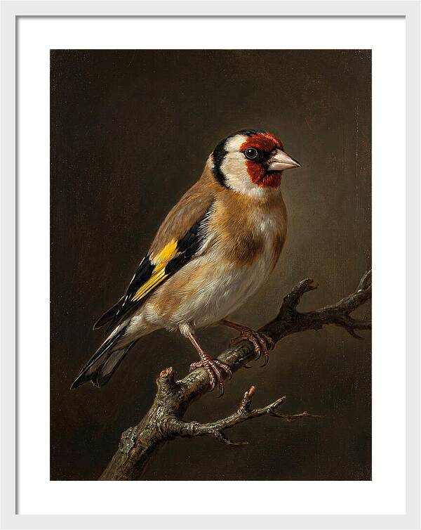 Charming Finch On A Limb