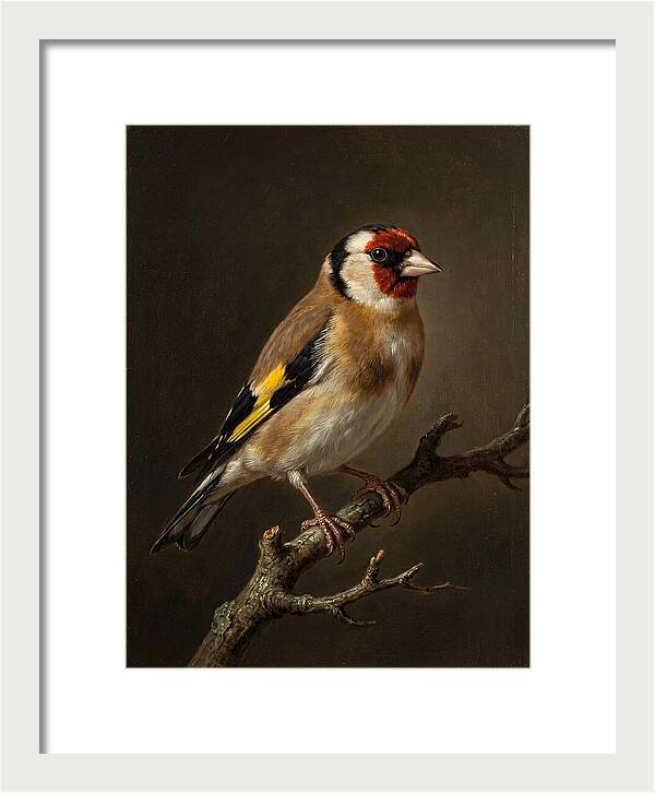 Charming Finch On A Limb