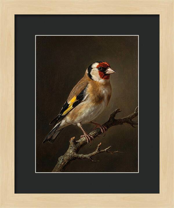 Charming Finch On A Limb