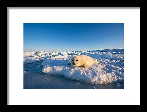Charming Harp Seal Pup