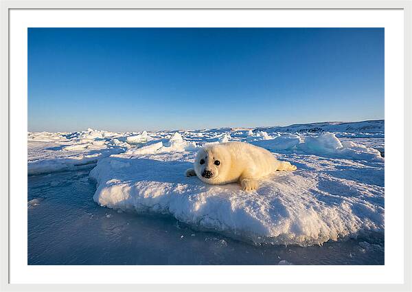 Charming Harp Seal Pup