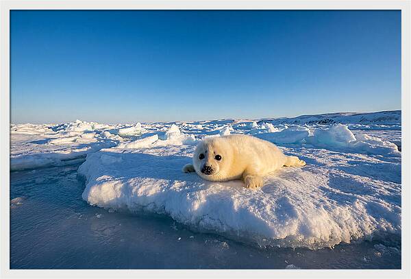 Charming Harp Seal Pup