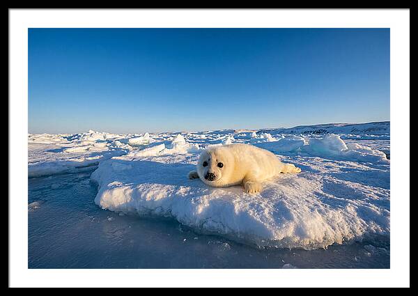 Charming Harp Seal Pup