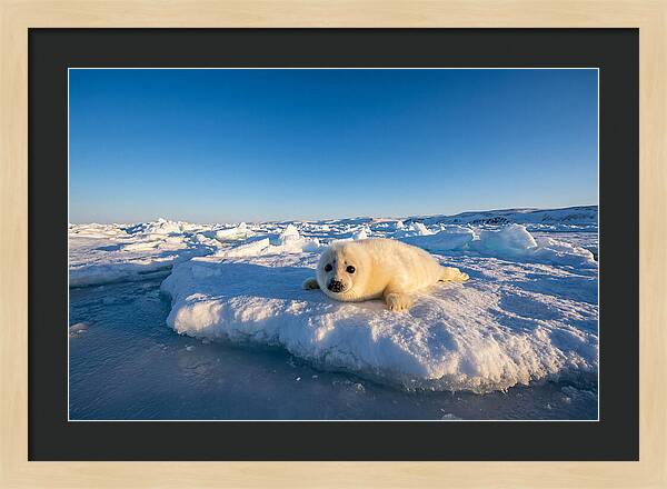 Charming Harp Seal Pup
