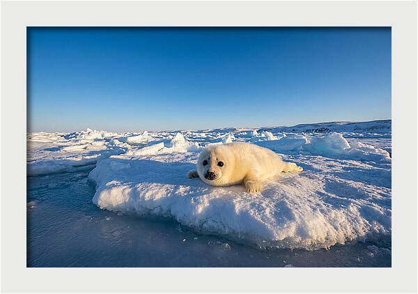 Charming Harp Seal Pup