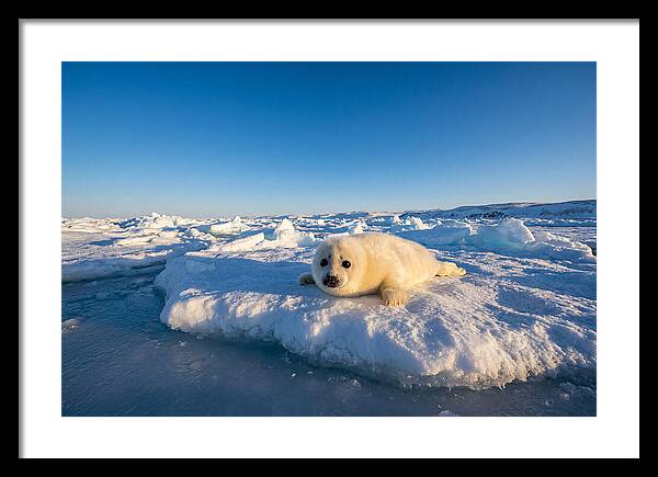 Charming Harp Seal Pup