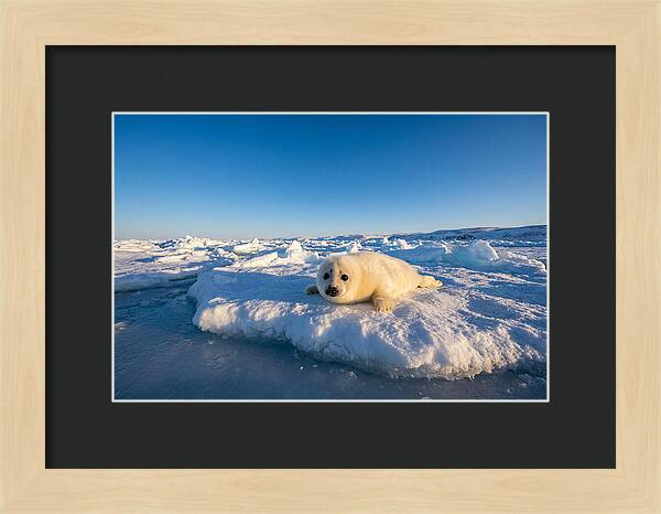 Charming Harp Seal Pup