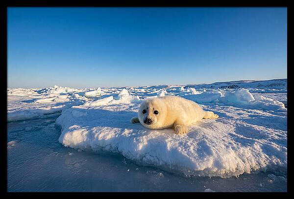Charming Harp Seal Pup