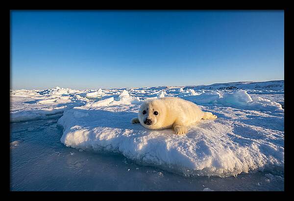 Charming Harp Seal Pup