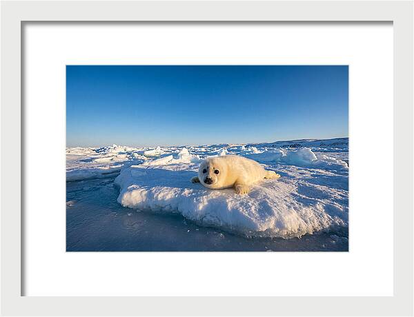Charming Harp Seal Pup