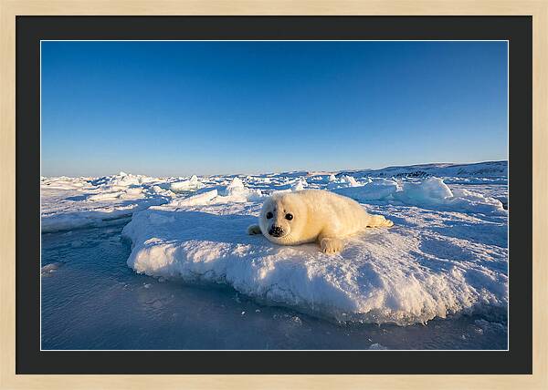 Charming Harp Seal Pup