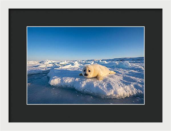 Charming Harp Seal Pup