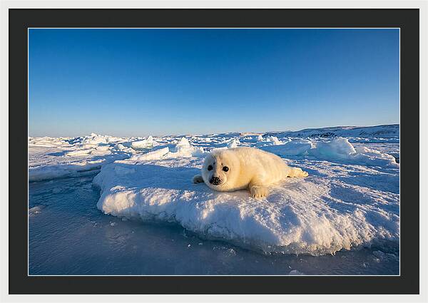 Charming Harp Seal Pup