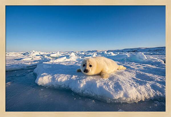 Charming Harp Seal Pup