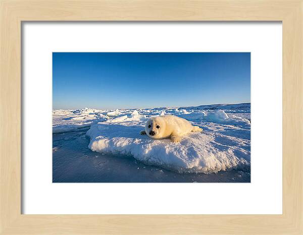 Charming Harp Seal Pup