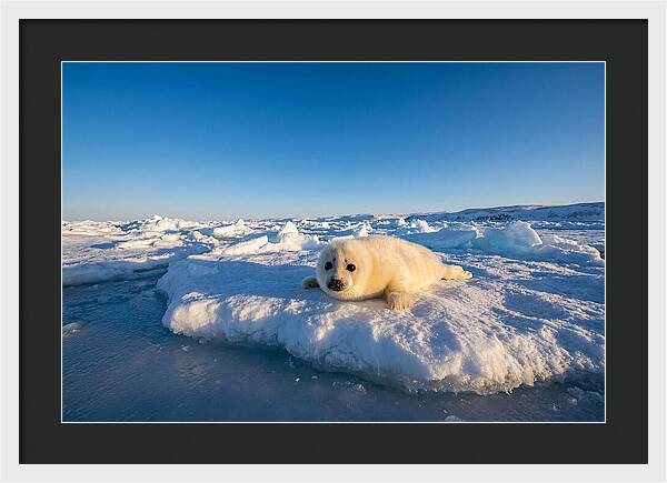 Charming Harp Seal Pup