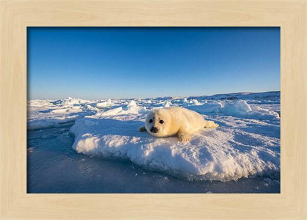 Charming Harp Seal Pup