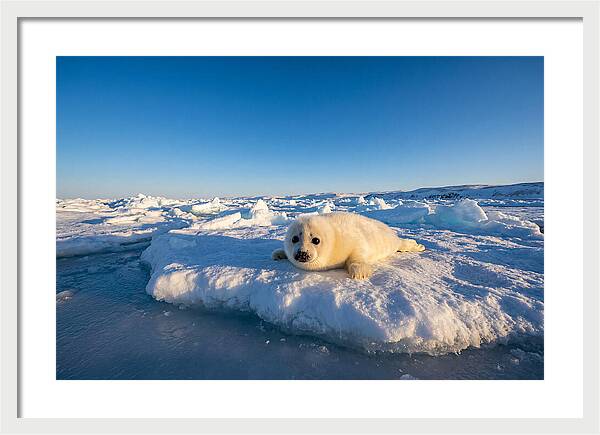Charming Harp Seal Pup