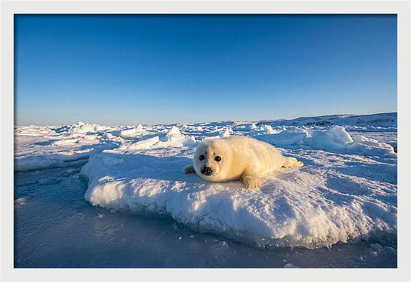 Charming Harp Seal Pup