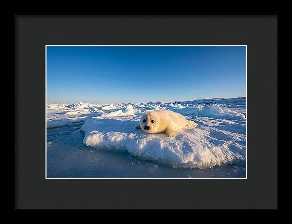 Charming Harp Seal Pup