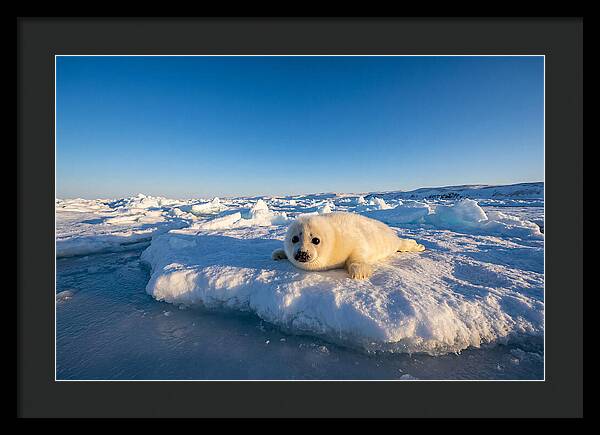 Charming Harp Seal Pup