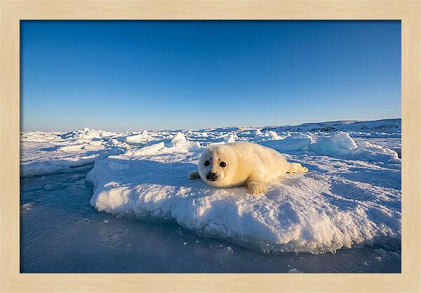 Charming Harp Seal Pup