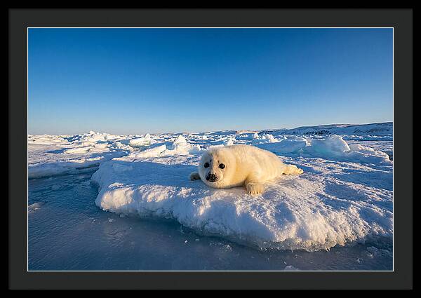 Charming Harp Seal Pup