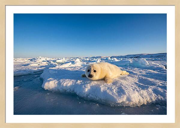 Charming Harp Seal Pup