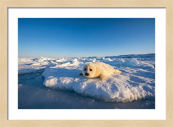 Charming Harp Seal Pup
