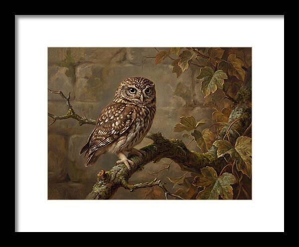 Charming Little Owl Observation