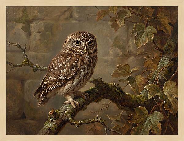 Charming Little Owl Observation