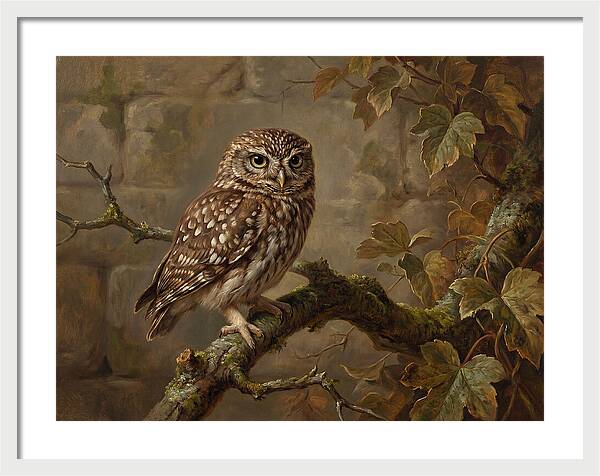 Charming Little Owl Observation