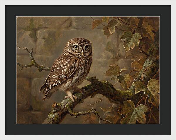 Charming Little Owl Observation