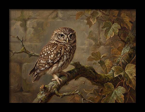 Charming Little Owl Observation