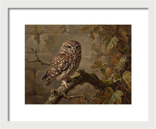 Charming Little Owl Observation
