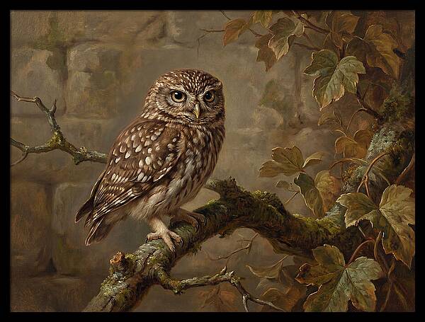 Charming Little Owl Observation